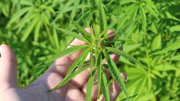 hemp plant