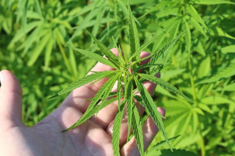 hemp plant