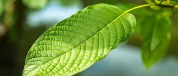 kratom leaf
