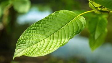kratom leaf