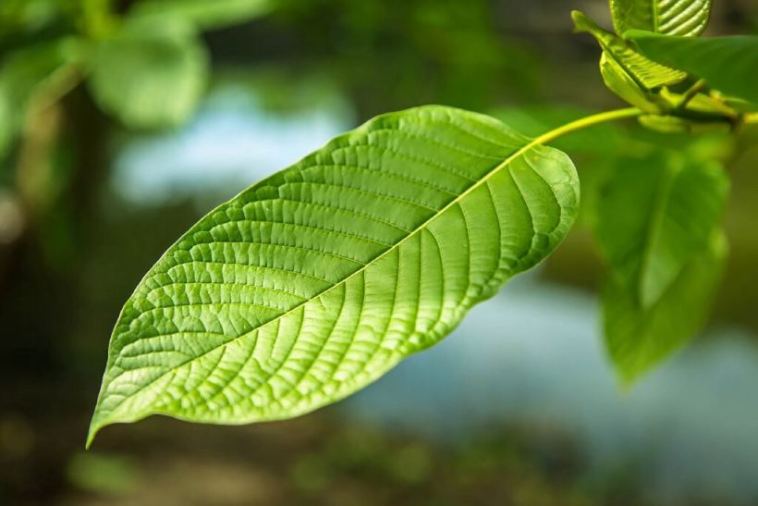 kratom leaf