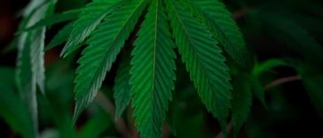 male vs female cannabis plants