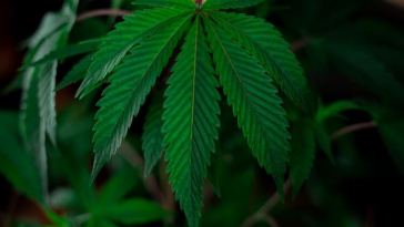 male vs female cannabis plants