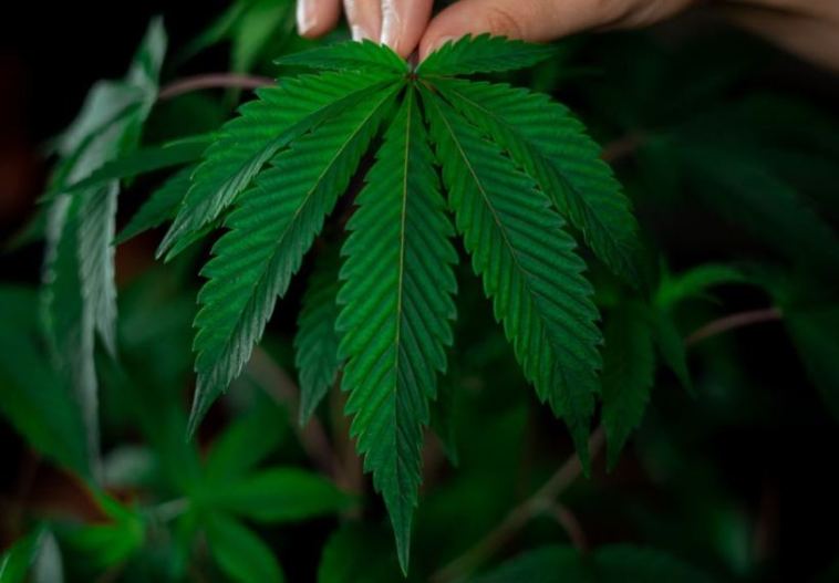 male vs female cannabis plants