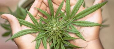 marijuana leaf