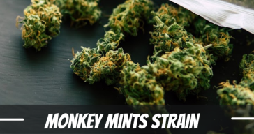 monkey-mints-strain