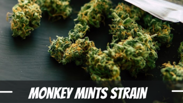 monkey-mints-strain