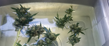 bud-washing:-the-what,-why,-and-how