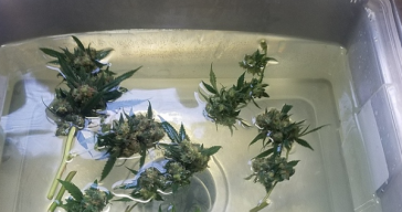 bud-washing:-the-what,-why,-and-how