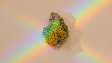 the-strains-that-made-420