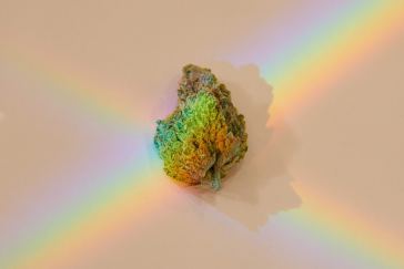 the-strains-that-made-420