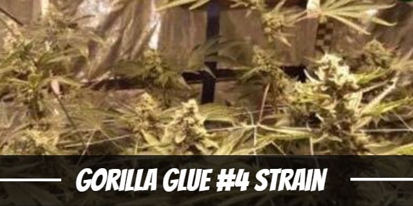 gorilla-glue-#4-strain