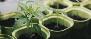 how-to-grow-weed-at-home:-7-home-growing-methods