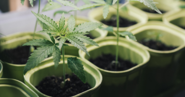 how-to-grow-weed-at-home:-7-home-growing-methods