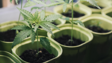 how-to-grow-weed-at-home:-7-home-growing-methods