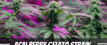 acai-berry-gelato-weed-strain-information