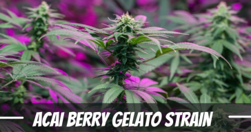 acai-berry-gelato-weed-strain-information