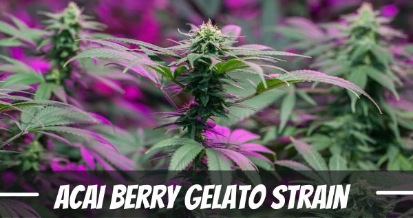acai-berry-gelato-weed-strain-information