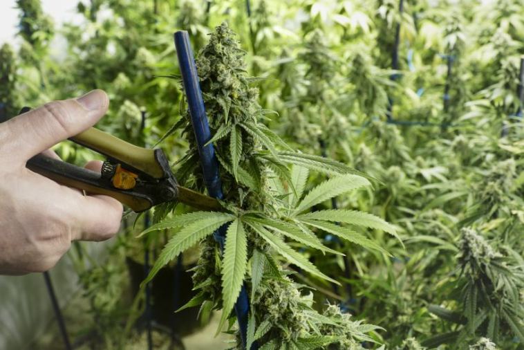 cannabis buds