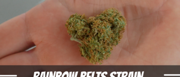 rainbow-belts-strain
