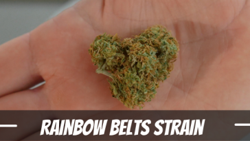 rainbow-belts-strain