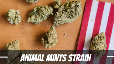 animal-mints-strain