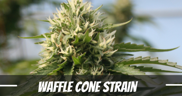 waffle-cone-strain-review
