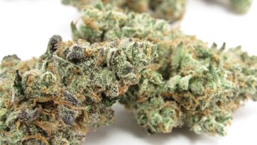 leafly-buzz:-13-top-weed-strains-of-may-2022