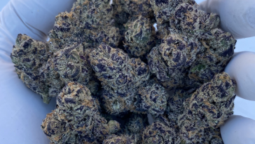 the-drop:-hall-of-flowers-special-edition