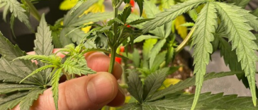 fimming-cannabis:-how-to-maximize-your-yield