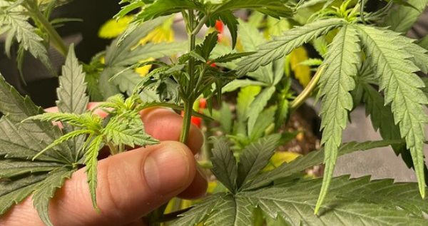 fimming-cannabis:-how-to-maximize-your-yield