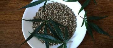 cannabis seeds