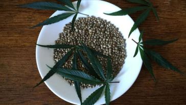 cannabis seeds