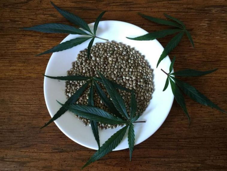 cannabis seeds