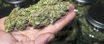 trimmed cannabis