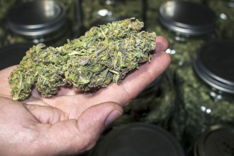 trimmed cannabis
