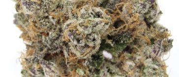 world’s-best-exotic-cannabis-decided-at-the-zalympix-championships-june-11