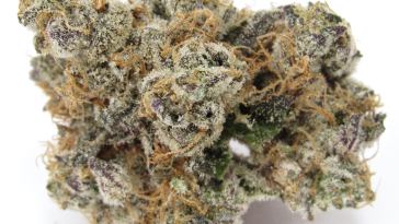 world’s-best-exotic-cannabis-decided-at-the-zalympix-championships-june-11