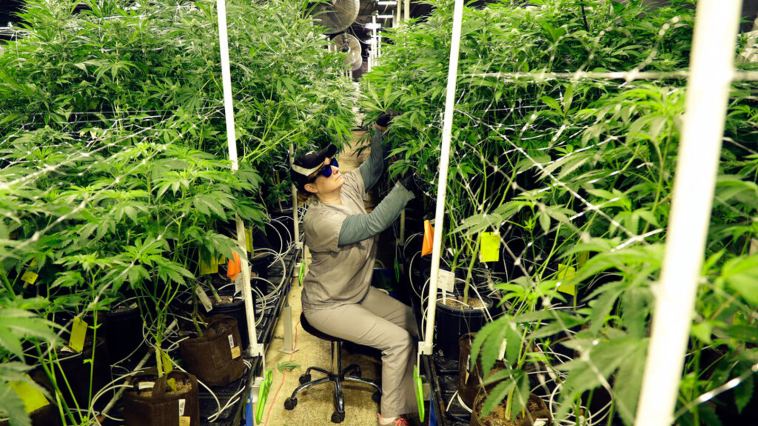 cannabis-industry-jobs-for-every-skill-set