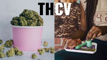 thcv bulk