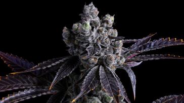 the-drop:-5-strains-coming-to-dispensaries-in-july-2022