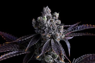 the-drop:-5-strains-coming-to-dispensaries-in-july-2022