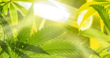 how-many-cfls-per-plant?