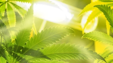 how-many-cfls-per-plant?