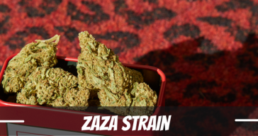 zaza-strain