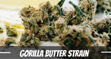 gorilla-butter-strain