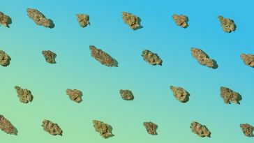 the-strains-that-made-blueprint-cannabis