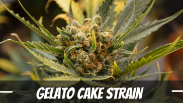 gelato-cake-strain