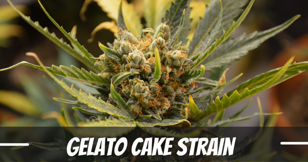 gelato-cake-strain