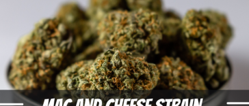 mac-and-cheese-strain